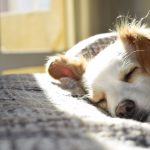 pet trust solution