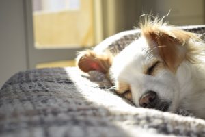 pet trust solution